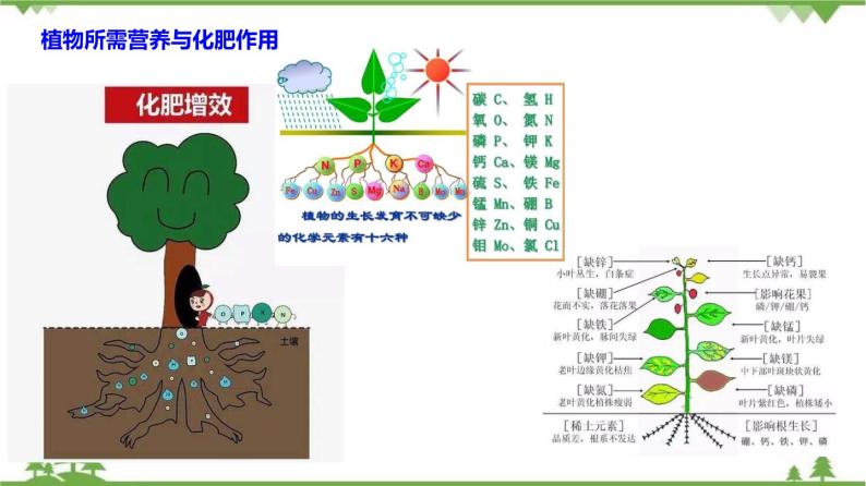 1.6 几种重要的盐（第4课时）（课件）-九年级科学上册  同步教学课件(浙教版)05