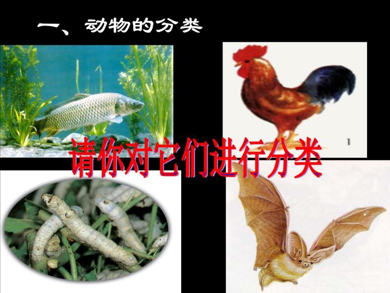 动植物的分类——动物的分类 课件02