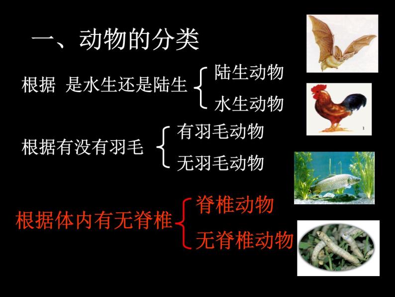 动植物的分类——动物的分类 课件03