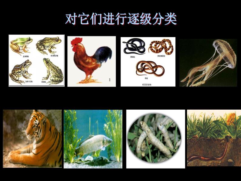 动植物的分类——动物的分类 课件06