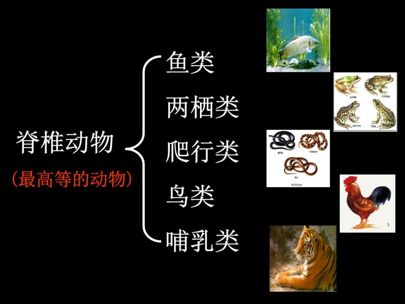 动植物的分类——动物的分类 课件08
