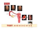 生命的诞生（课件+视频）