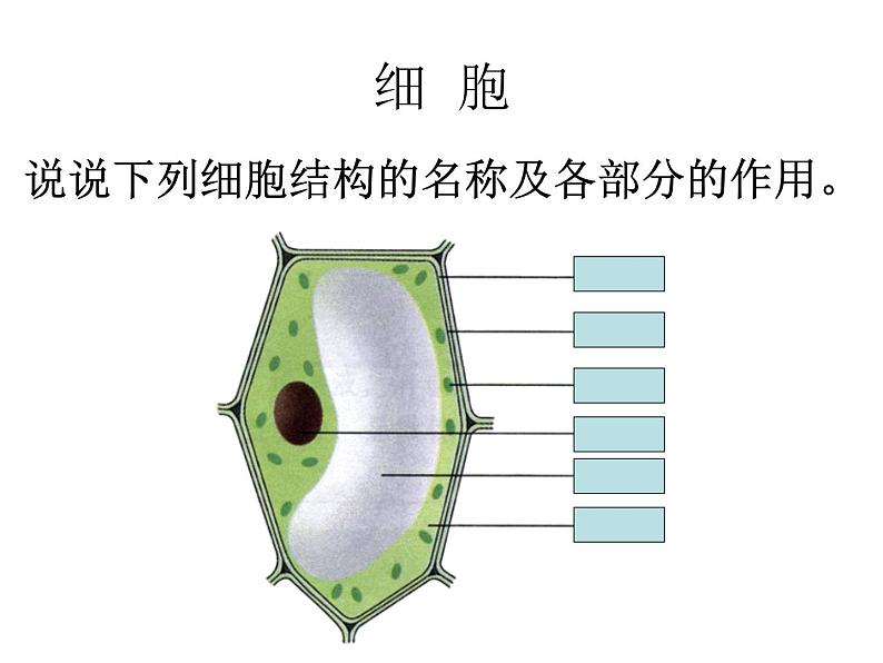 生物的基本单位——细胞的结构 课件02