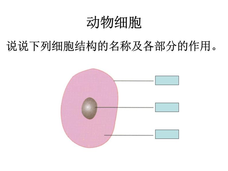 生物的基本单位——细胞的结构 课件03