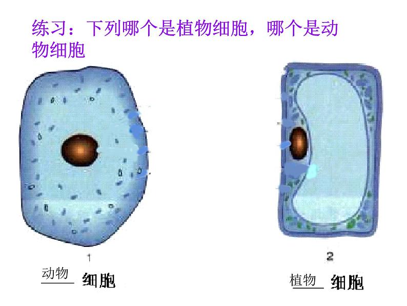 生物的基本单位——细胞的结构 课件05