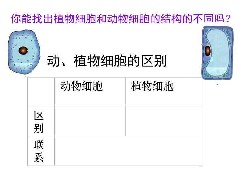 生物的基本单位——细胞的结构 课件06