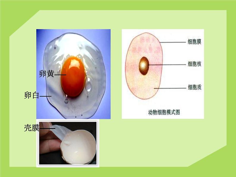 生物的基本单位——一个鸡蛋引起的学科海啸（课件 11PPT 附有视频）03