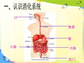 食物的消化 课件