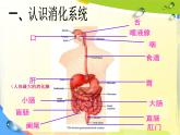 食物的消化 课件