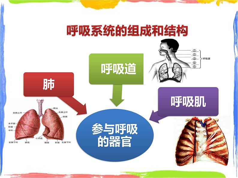 5.2《人体的呼吸》课件（课时1）第6页