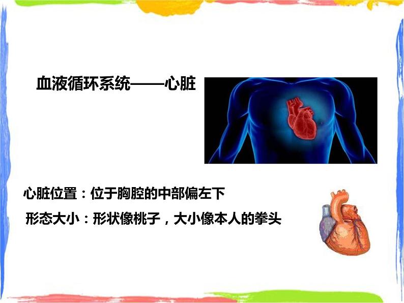 5.3人体内的物质运输（第一课时）第8页