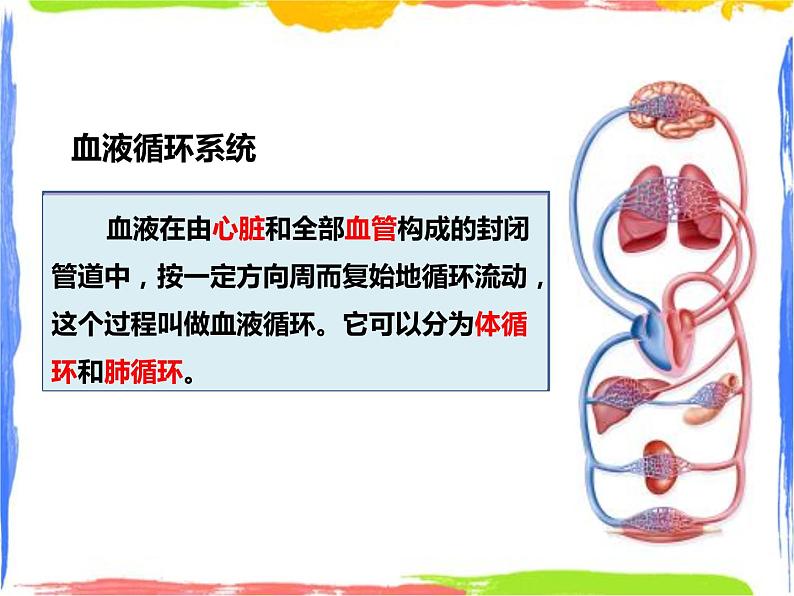 5.3人体内的物质运输 第3课时（课件+教案+练习）04