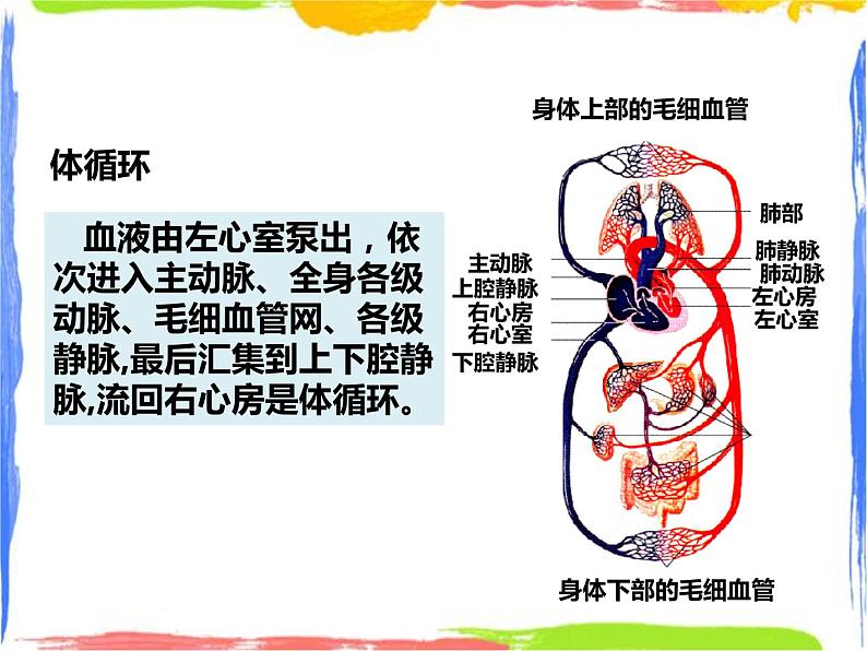 5.3人体内的物质运输 第3课时（课件+教案+练习）07