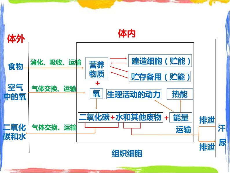 5.5人体生命活动过程中物质和能量的转化（课件+教案+练习）07