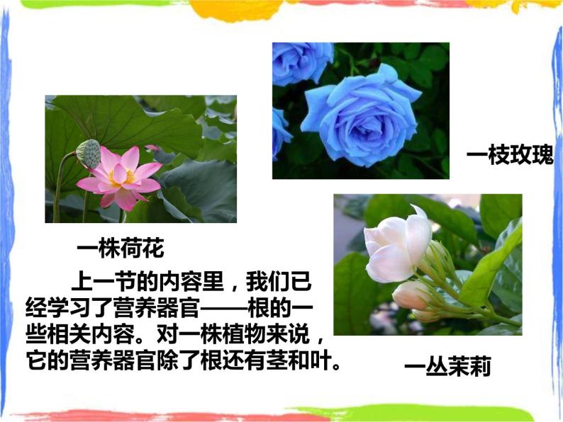 4.1绿色开花植物的营养器官 第2课时 （课件+教案+练习）02