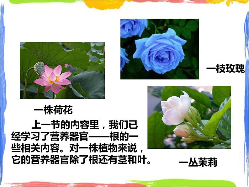 4.1《绿色开花植物的营养器官》（2）课件第2页