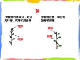 4.1绿色开花植物的营养器官 第2课时 （课件+教案+练习）