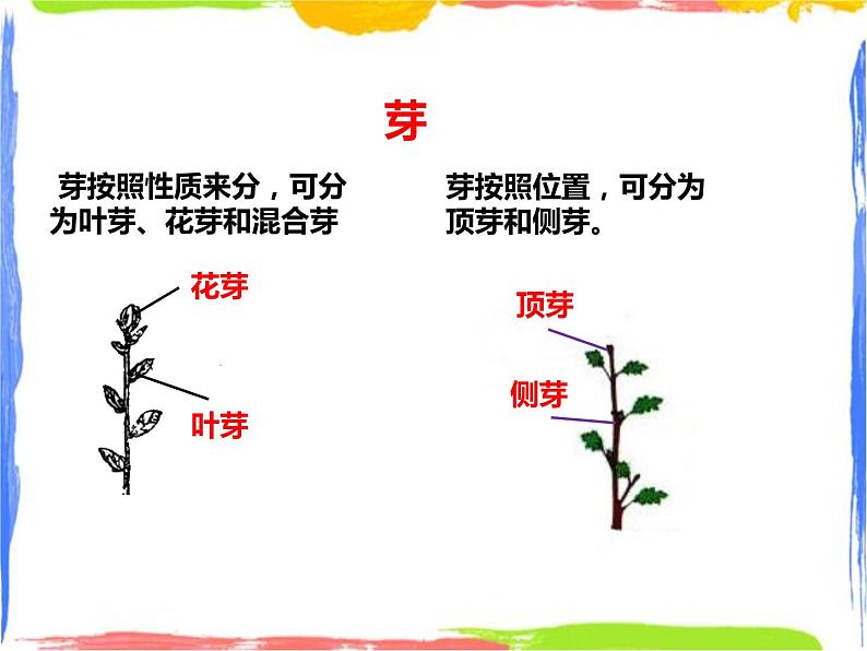 4.1《绿色开花植物的营养器官》（2）课件第5页