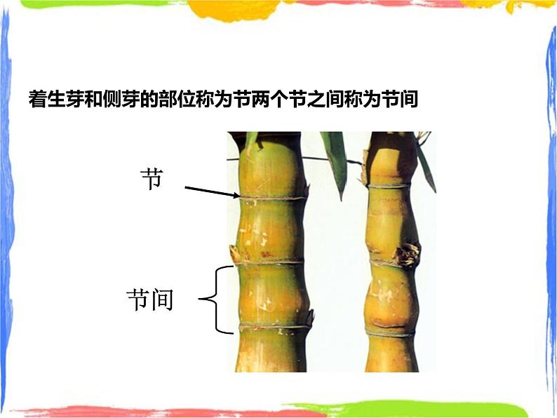 4.1《绿色开花植物的营养器官》（2）课件第6页