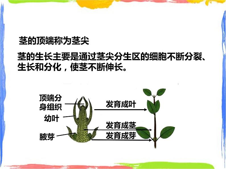 4.1《绿色开花植物的营养器官》（2）课件第7页