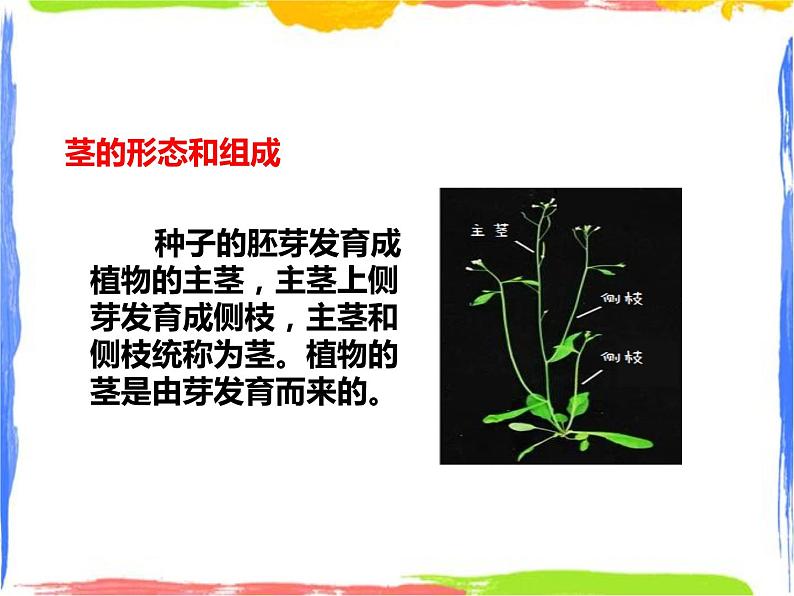 4.1《绿色开花植物的营养器官》（2）课件第8页