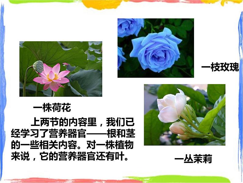 4.1《绿色开花植物的营养器官》（3）课件第2页