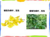 4.1绿色开花植物的营养器官 第3课时 （课件+教案+练习）