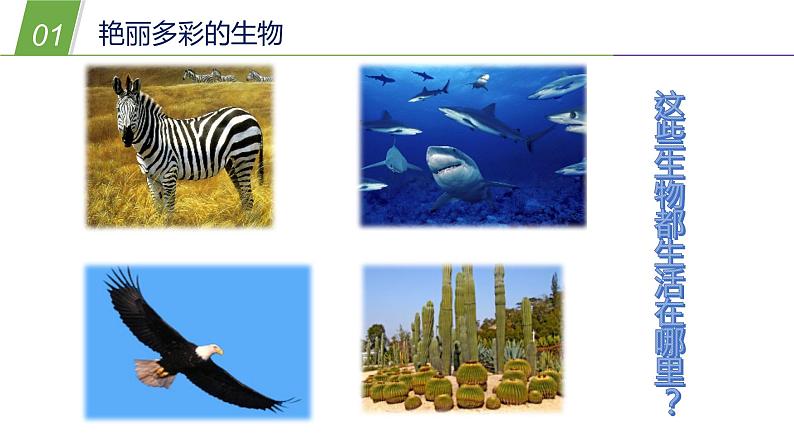 1.1艳丽多姿的生物（一）（课件 36PPT）05