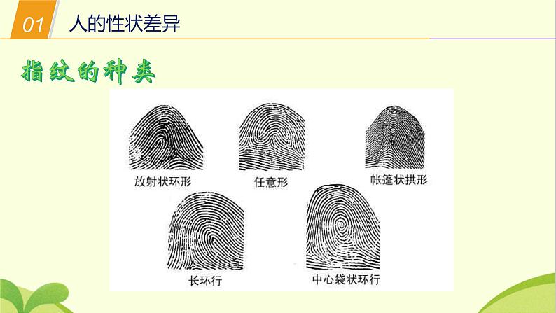 3.2 同种生物的差异性 课件(共23张PPT)第7页