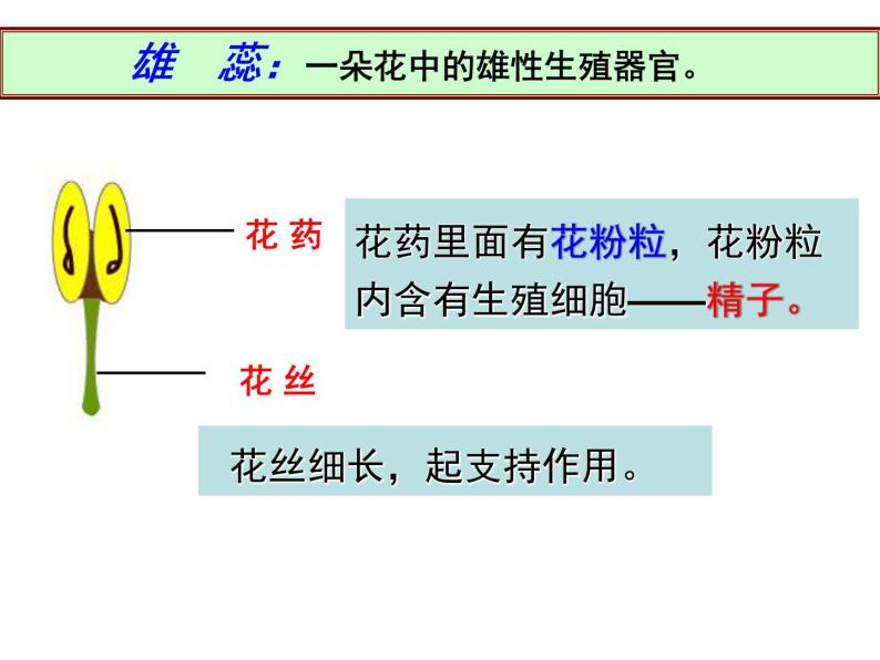 4.3组织.器官和系统  ( 课件 26张PPT)04