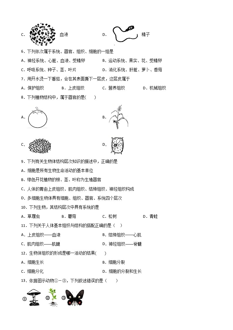 4.3组织、器官和系统-华东师大版七年级科学上册同步检测02