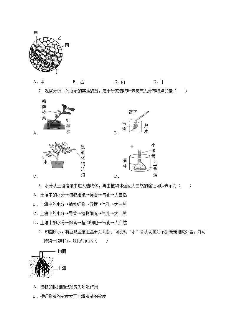 4.1绿色开花植物的营养器官—华师大版科学八年级上册同步检测（含答案）02