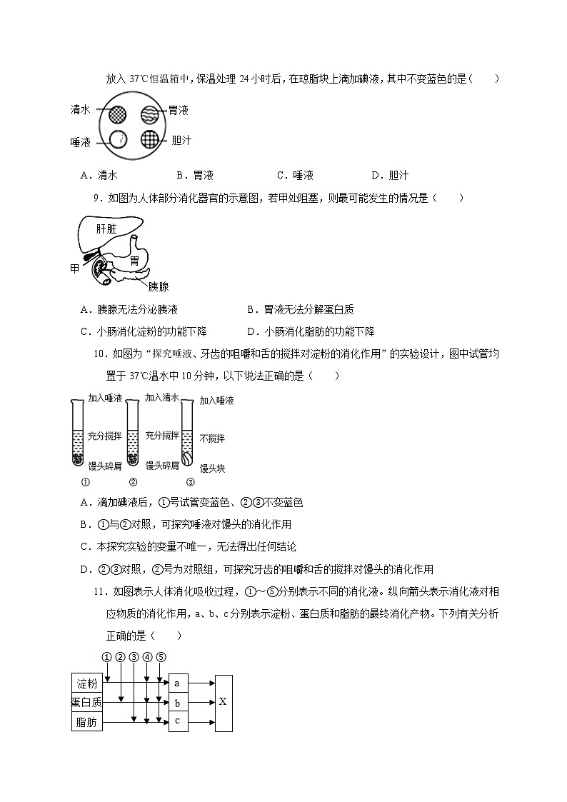 5.1食物的消化和吸收—华师大版科学八年级上册同步检测（含答案）第3页