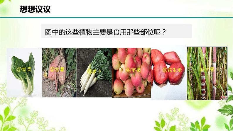 4.1.1  绿色开花植物的营养器官（一）课件PPT+视频02