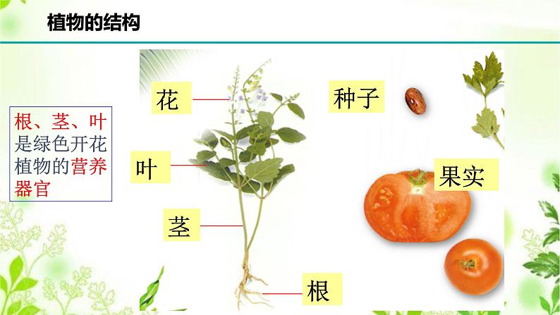 4.1.1  绿色开花植物的营养器官（一）课件PPT+视频03