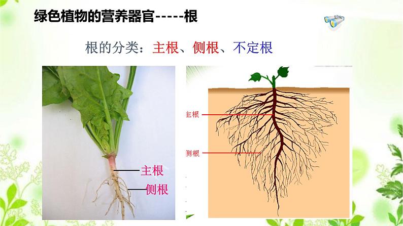 4.1.1  绿色开花植物的营养器官（一）课件PPT+视频04