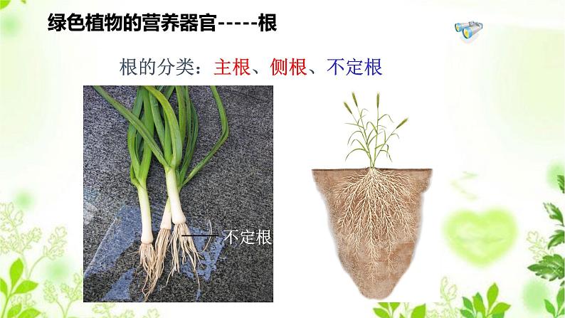 4.1.1  绿色开花植物的营养器官（一）课件PPT+视频05