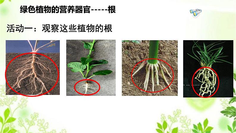 4.1.1  绿色开花植物的营养器官（一）课件PPT+视频06