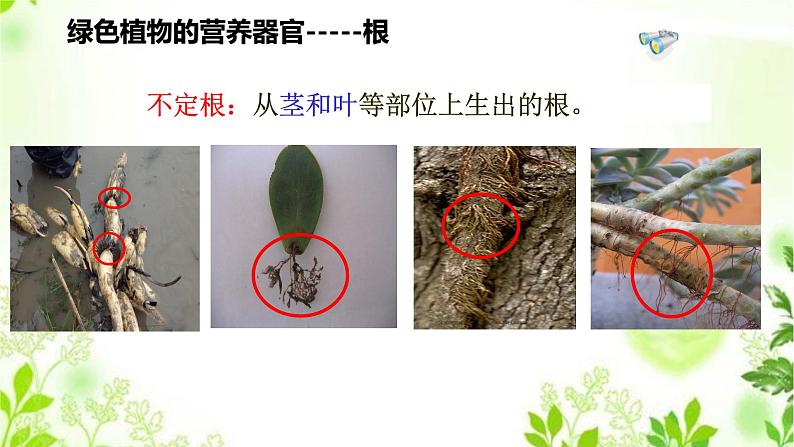 4.1.1  绿色开花植物的营养器官（一）课件PPT+视频07