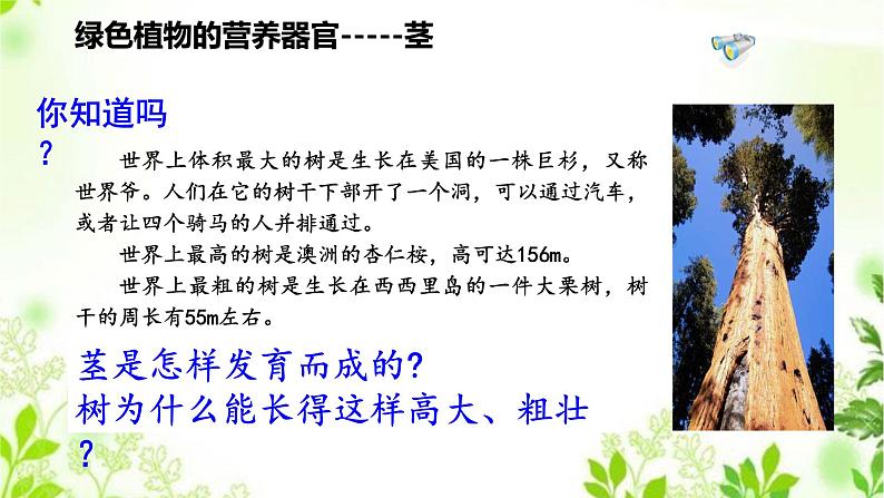 4.1.2  绿色开花植物的营养器官（二）课件PPT+视频03