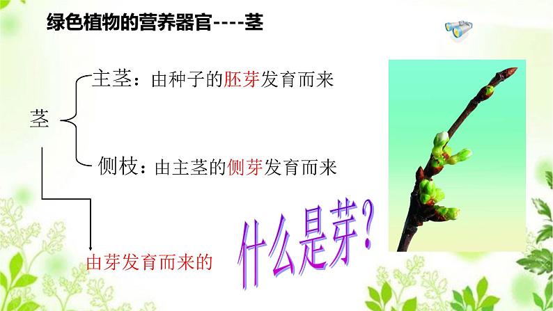 4.1.2  绿色开花植物的营养器官（二）课件PPT+视频04