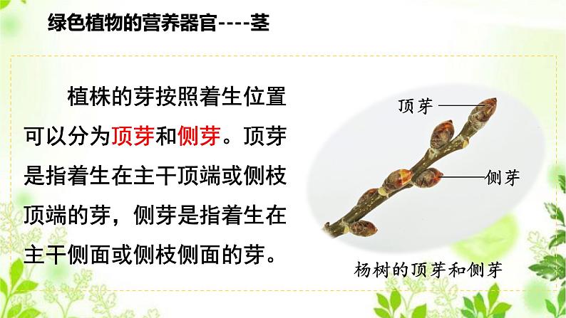4.1.2  绿色开花植物的营养器官（二）课件PPT+视频05