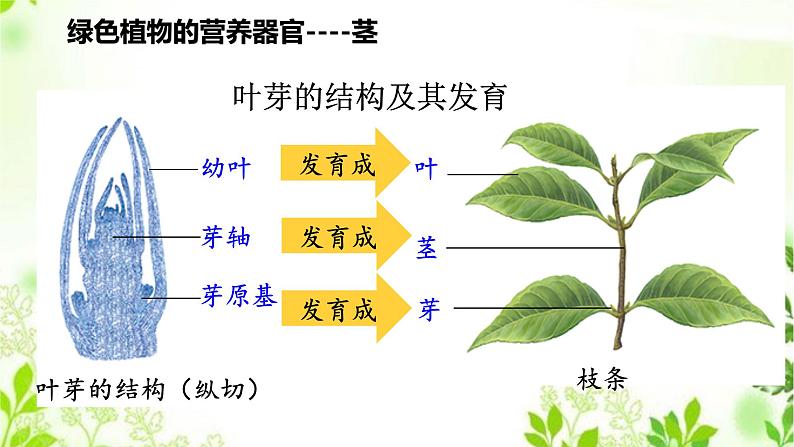 4.1.2  绿色开花植物的营养器官（二）课件PPT+视频06