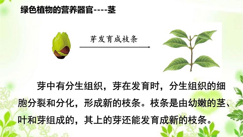 4.1.2  绿色开花植物的营养器官（二）课件PPT+视频07