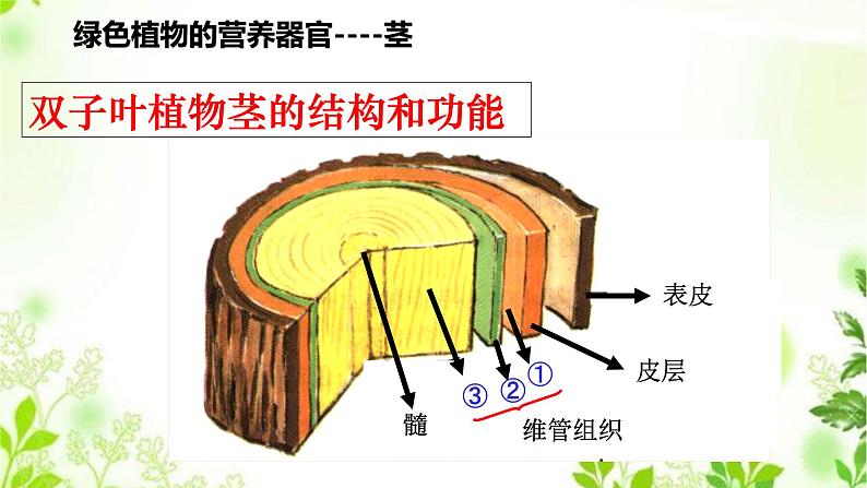 4.1.2  绿色开花植物的营养器官（二）课件PPT+视频08