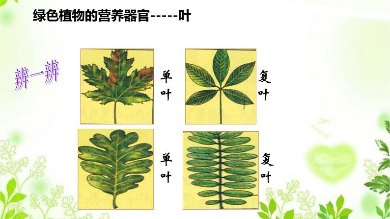 4.1.3  绿色开花植物的营养器官（三）课件PPT+视频07