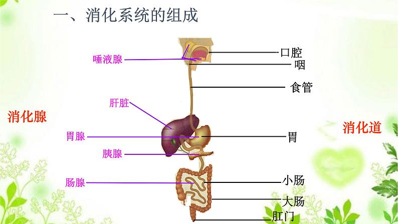 HS版科学八年级上册5.1食物的消化和吸收第8页