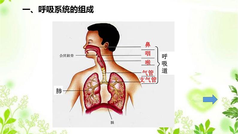 HS版科学八年级上册5.2人体的呼吸第3页