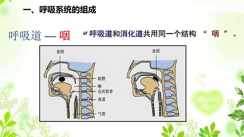 HS版科学八年级上册5.2人体的呼吸第6页