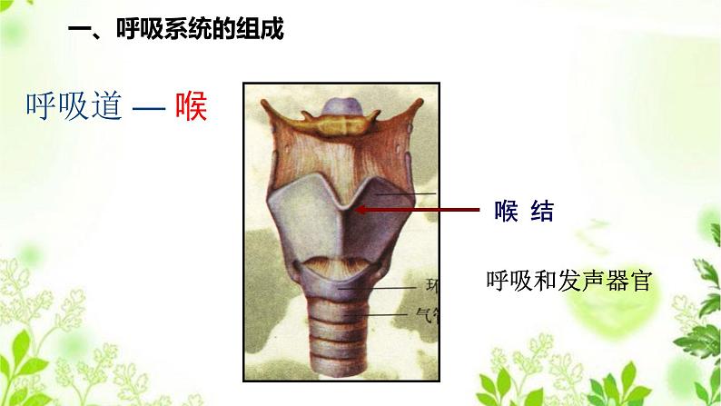 HS版科学八年级上册5.2人体的呼吸第7页